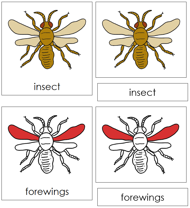 Insect Nomenclature 3-Part Cards (red) - Montessori Print Shop
