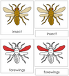 Parts of an Insect Nomenclature Cards (red) - Montessori Print Shop