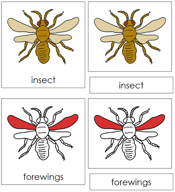 Insect Nomenclature Cards (red) - Montessori Print Shop