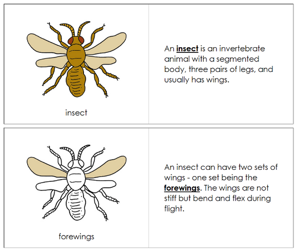 Parts of an Insect Nomenclature Book - Montessori Print Shop Digital Download