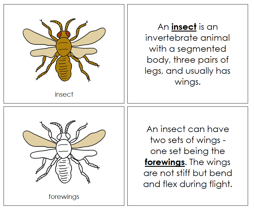 Parts of an Insect Nomenclature Book - Montessori Print Shop Digital Download