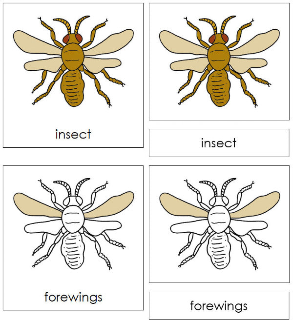 Parts of an Insect Nomenclature 3-Part Cards - Montessori Print Shop Digital Download