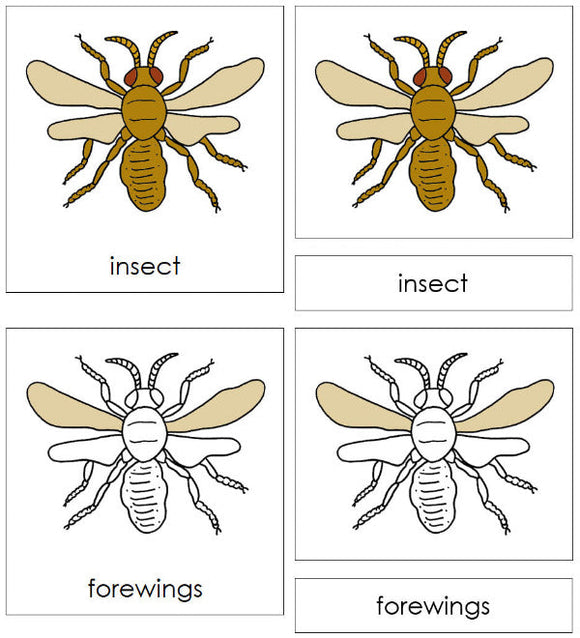 Parts of an Insect Nomenclature 3-Part Cards - Montessori Print Shop Digital Download