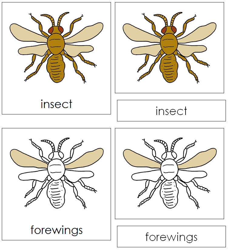 Insect Nomenclature Cards - Montessori Print Shop