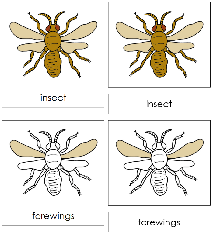 Parts of an Insect Nomenclature Cards - Montessori Print Shop Digital Download