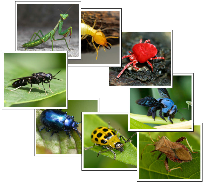 Insect Color Sorting Cards - Montessori Print Shop Digital Download