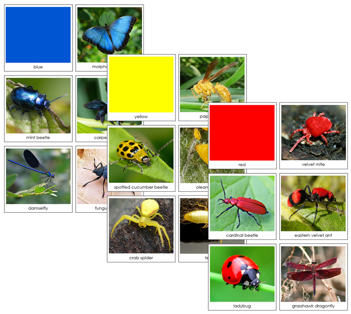 Insect Color Sorting Cards - Montessori Print Shop Digital Download