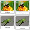Insects Safari Toob Cards - Montessori Print Shop