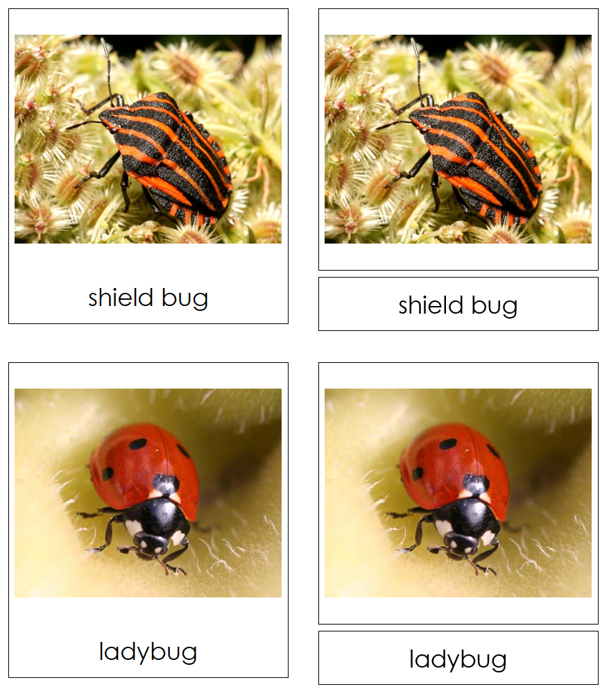 Types of Insects 3-Part Cards - Montessori Print Shop Digital Download