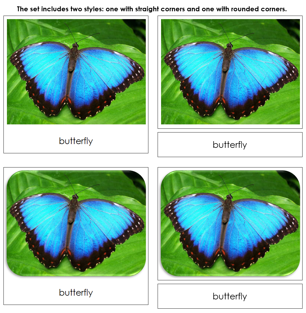 Insects Safari Toob Cards - Montessori Print Shop Digital Download