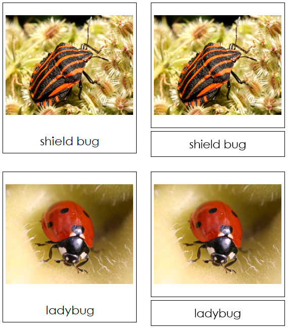 Insect Cards - Montessori Print Shop