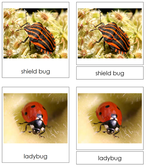 Types of Insects 3-Part Cards - Montessori Print Shop Digital Download