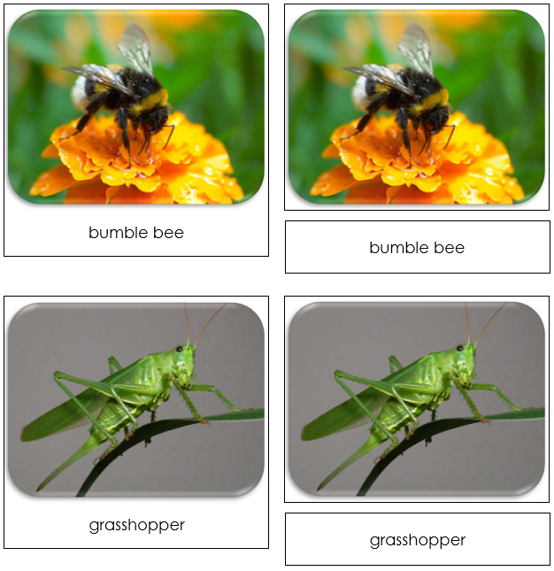 Insects Safari Toob Cards - Montessori Print Shop