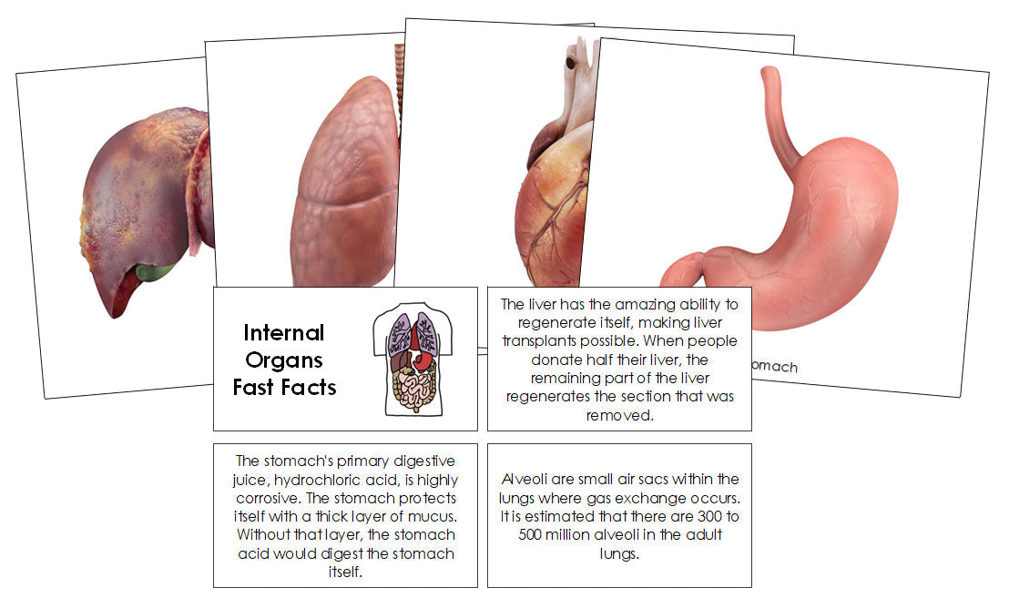 Human Internal Organs Fast Facts & Pictures - Montessori Print Shop Digital Download