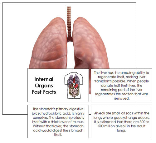 Internal Organs Fast Facts & Pictures - Montessori Print Shop