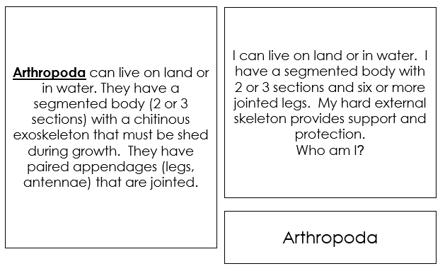 Invertebrates Quiz Cards - Montessori science cards