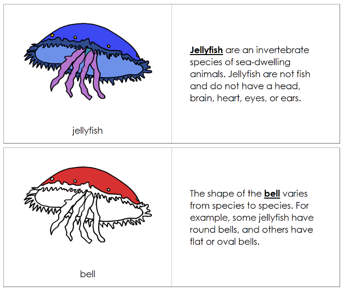 Parts of a Jellyfish Nomenclature Book - Montessori Print Shop Digital Download