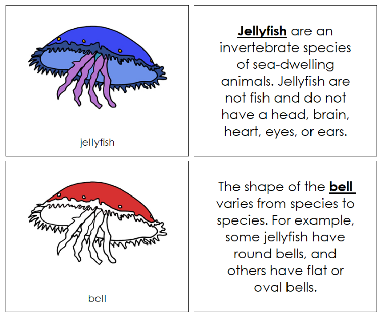 Parts of a Jellyfish Nomenclature Book (red) - Montessori Print Shop Digital Download