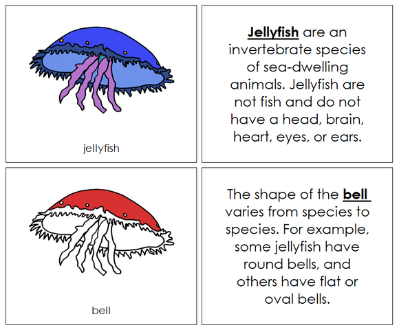 Parts of a Jellyfish Nomenclature Book (red) - Montessori Print Shop