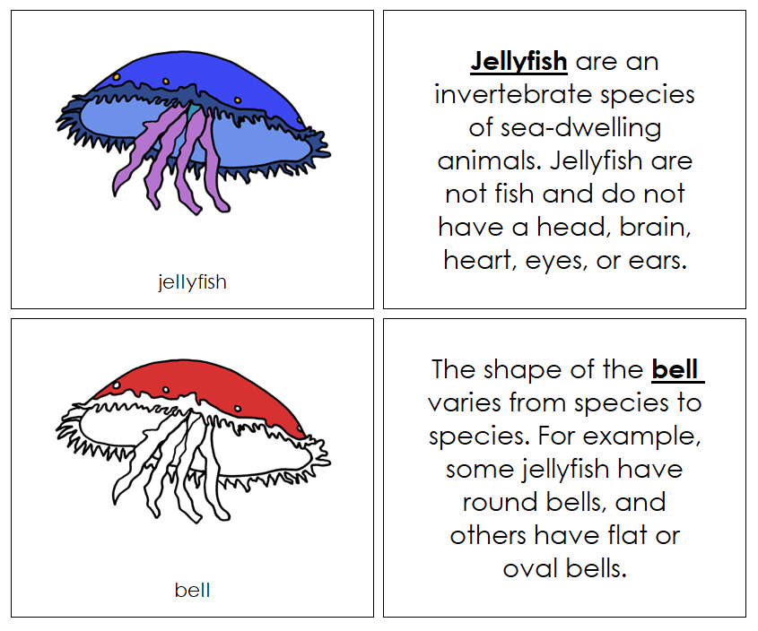 Parts of a Jellyfish Nomenclature Book (red) - Montessori Print Shop Digital Download
