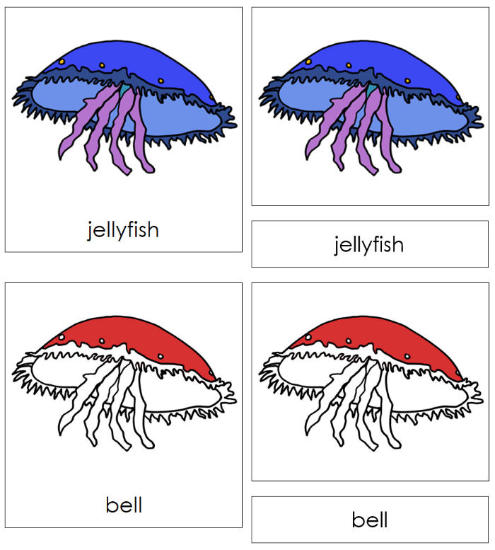 Parts of a Jellyfish Nomenclature Cards - Montessori Print Shop Digital Download