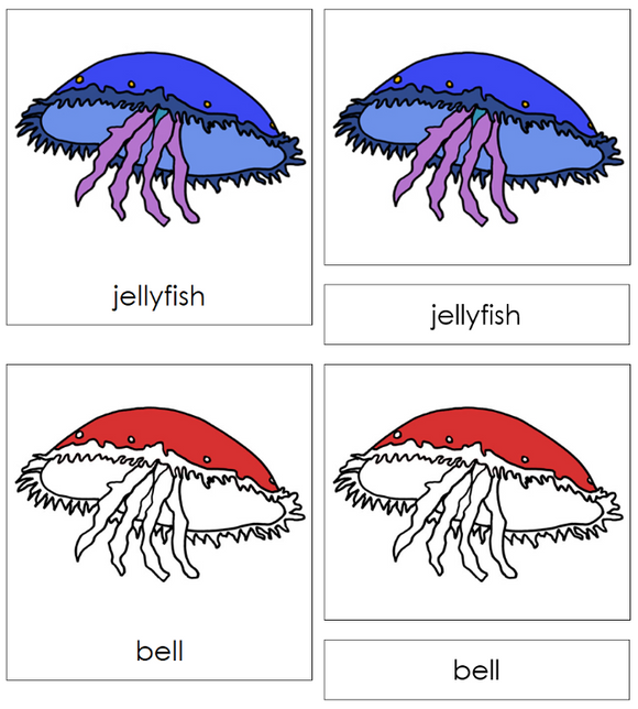 Zoology Nomenclature Bundle (Red) Set 2 - Montessori Print Shop Digital Download