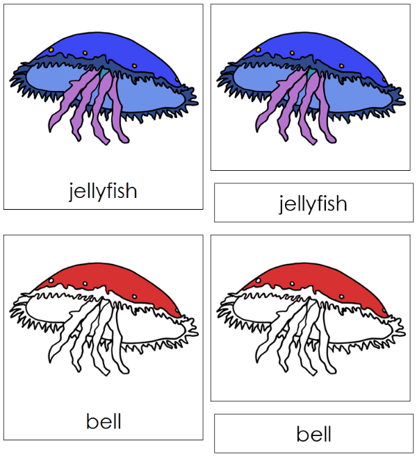 Parts of a Jellyfish 3-Part Nomenclature Cards (red) - Montessori Print Shop Digital Download