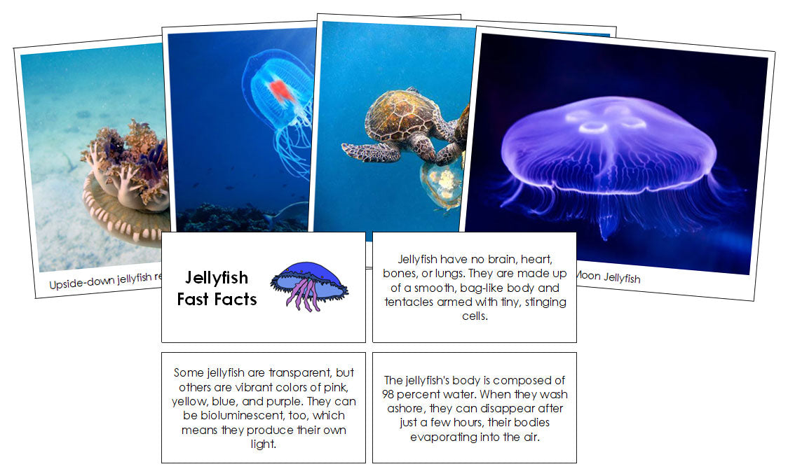 Jellyfish Fast Facts & Pictures - Montessori Print Shop