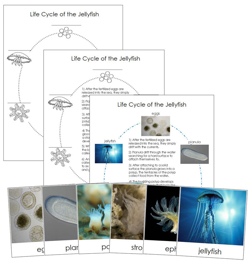 Jellyfish Life Cycle Nomenclature Cards & Charts - Montessori Print Shop Digital Download