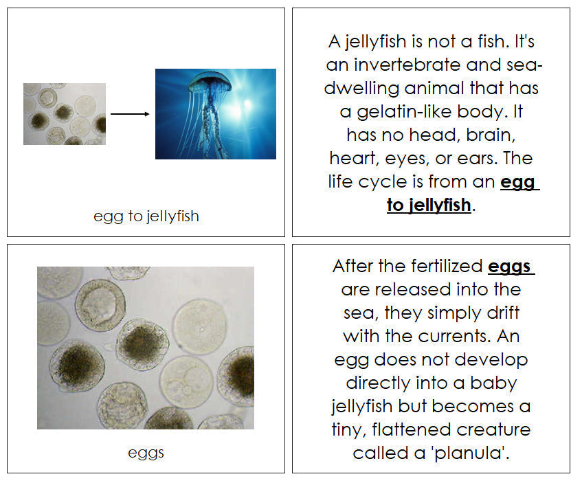 Jellyfish Life Cycle Book - Montessori Print Shop Digital Download