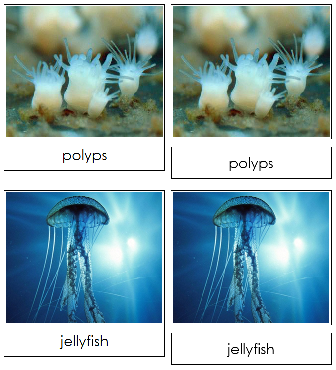 Jellyfish Life Cycle Nomenclature 3-Part Cards & Charts - Montessori Print Shop Digital Download