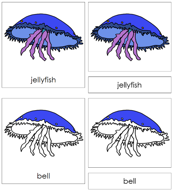 Parts of a Jellyfish 3-Part Nomenclature Cards - Montessori Print Shop Digital Download