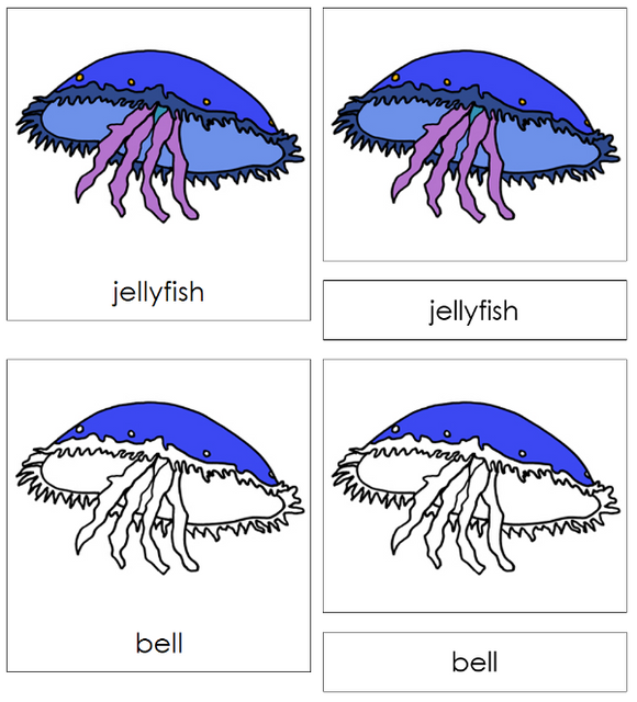 Parts of a Jellyfish 3-Part Nomenclature Cards - Montessori Print Shop Digital Download