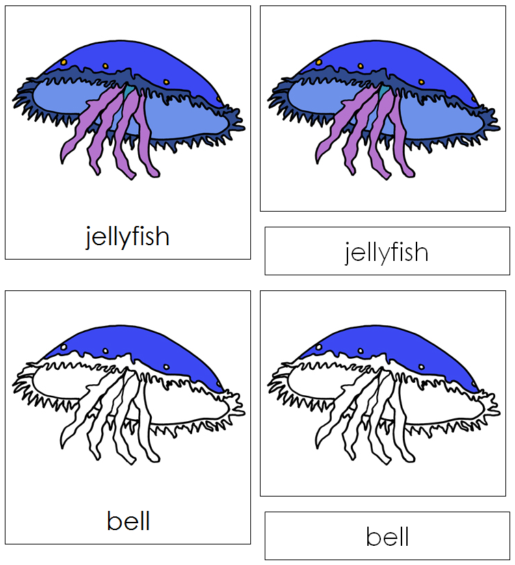 Jellyfish Nomenclature Cards - Montessori Print Shop Digital Download