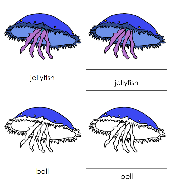Parts of a Jellyfish Nomenclature Cards - Montessori Print Shop Digital Download