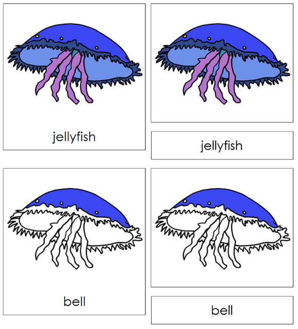 Zoology Nomenclature Bundle Set 2 - Montessori Print Shop Digital Download