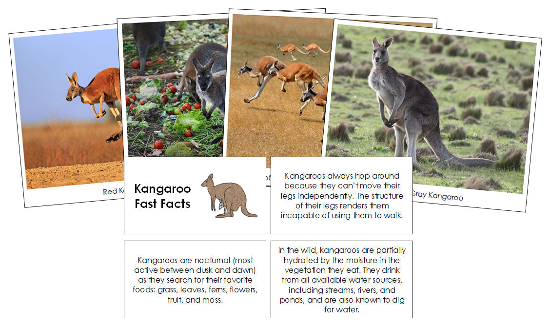 Kangaroo Fast Facts & Pictures - Montessori Print Shop