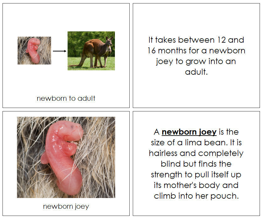Kangaroo Life Cycle Nomenclature Book - Montessori Print Shop Digital Download