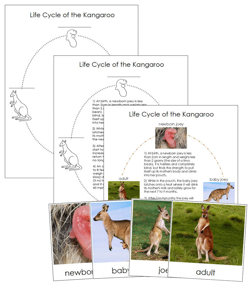 Kangaroo Life Cycle Nomenclature Cards & Charts - Montessori Print Shop Digital Download