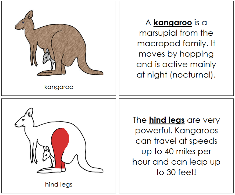 Kangaroo Nomenclature Book (red) - Montessori Print Shop Digital Download