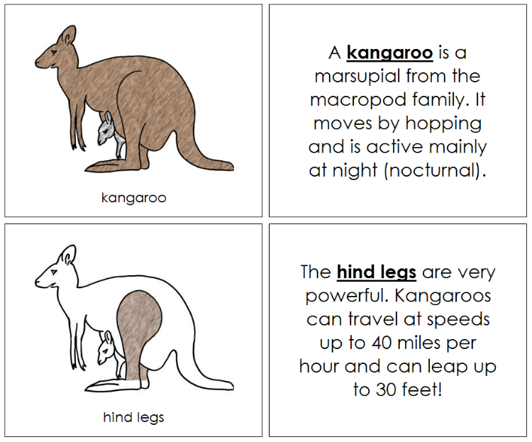 Kangaroo Nomenclature Book - Montessori Print Shop Digital Download