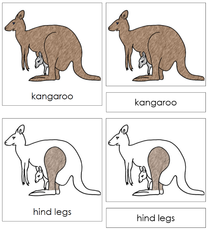 Parts of a Kangaroo 3-Part Nomenclature Cards - Montessori Print Shop Digital Download