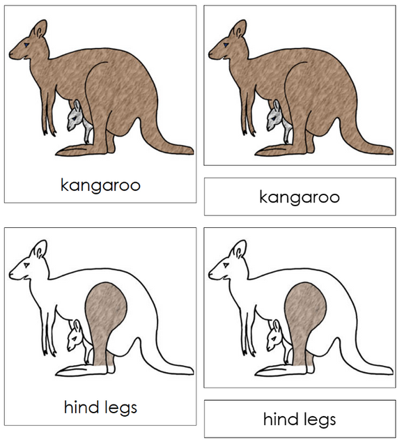 Parts of a Kangaroo 3-Part Nomenclature Cards - Montessori Print Shop Digital Download