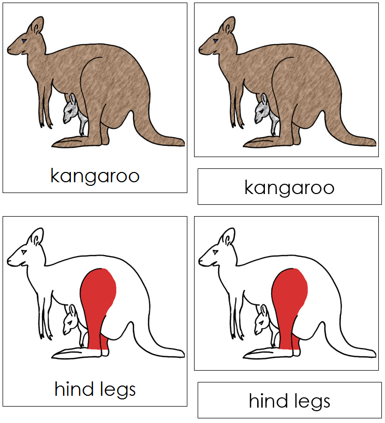 Kangaroo Nomenclature 3-Part Cards (red) - Montessori Print Shop Digital Download