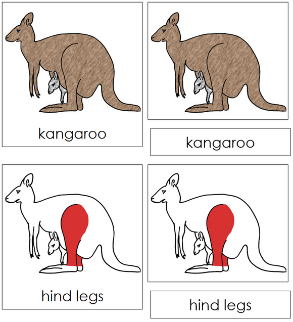 Kangaroo Nomenclature Cards (red) - Montessori Print Shop