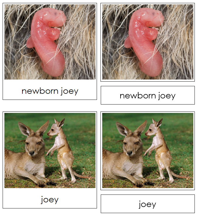 Kangaroo Life Cycle Nomenclature 3-Part Cards & Charts - Montessori Print Shop Digital Download