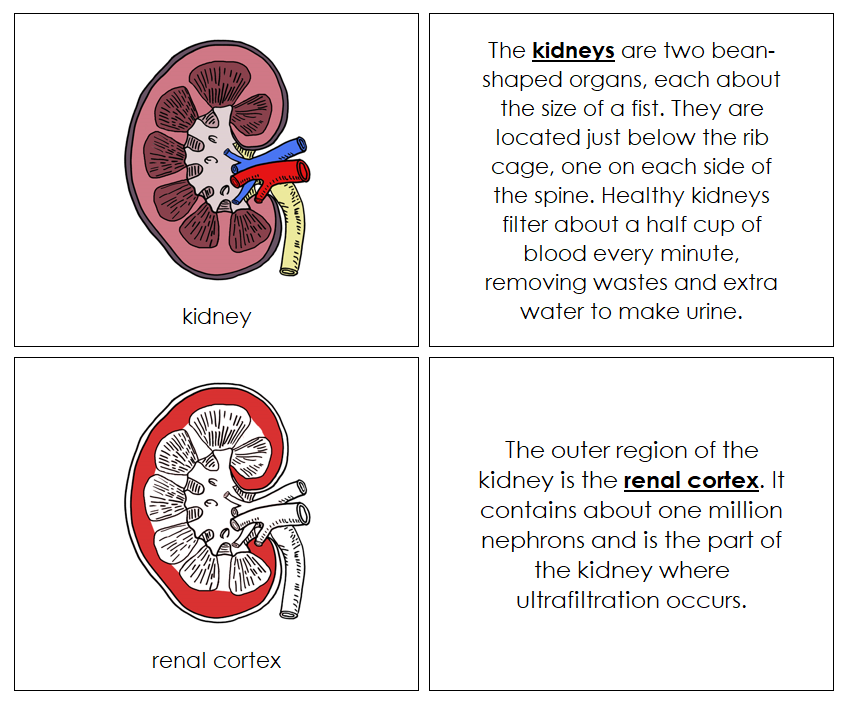 Human Kidney Nomenclature Book (red) - Montessori Print Shop