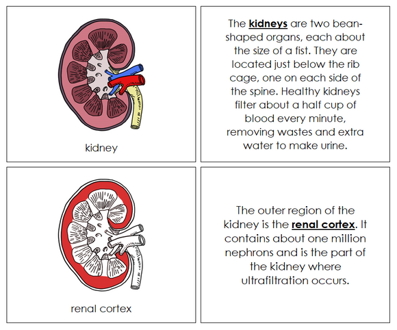 Human Kidney Nomenclature Book (red) - Montessori Print Shop