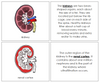 Kidney Nomenclature Book (red) - Montessori Print Shop