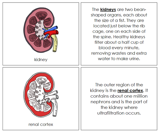 Kidney Nomenclature Book (red) - Montessori Print Shop